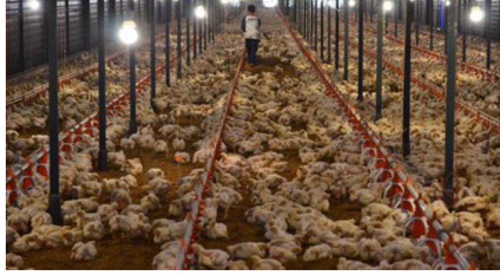 经济学家：“家禽业“将为我国创造18.835个就业岗位