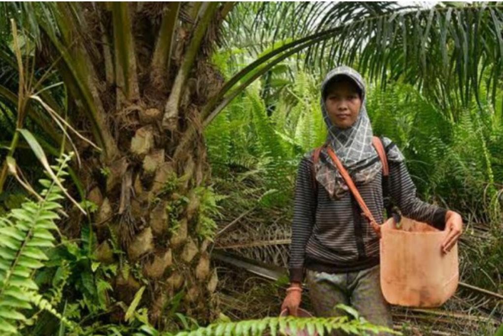 资料显示，女性在棕榈油产业发挥着重要作用