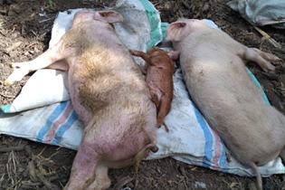 南苏省发现22头感染非洲猪瘟病毒的死猪