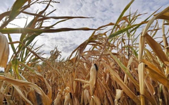 中国抢订美国秋收玉米，价格飙至8年新高
