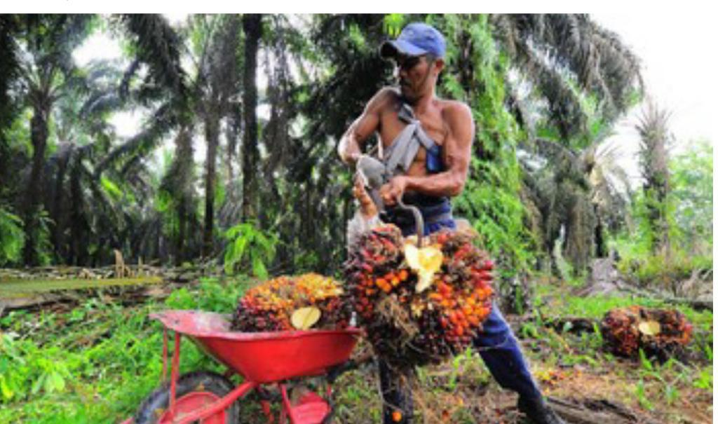 政府宣布拨款 5.34 兆盾，用于人民棕榈油业振兴计划