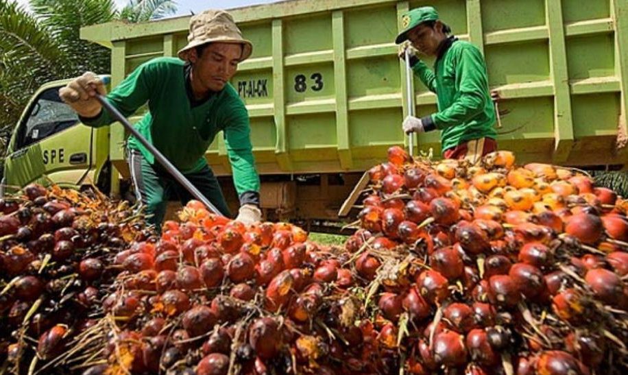 中央统计局：今年1-5月印尼农产品出口增长13.39%