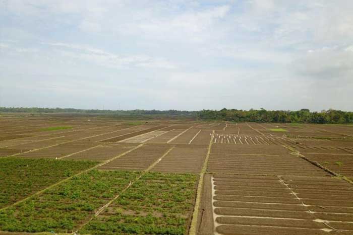 农业部将在爪哇建设园艺粮地