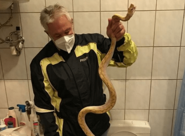 哎哟！马桶里钻出1.5米蟒蛇，咬中他的“生殖区域”