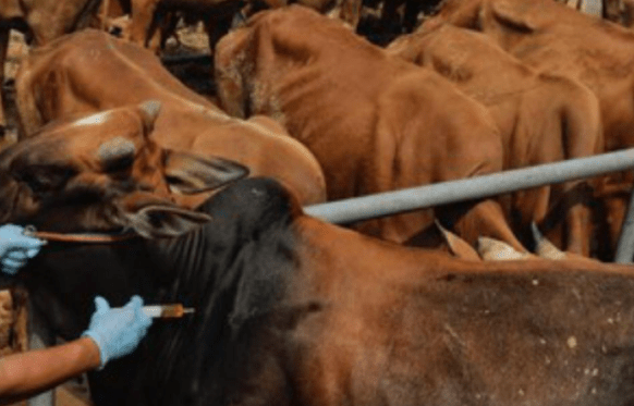 宰牲节临近 进口牛增长14.56%