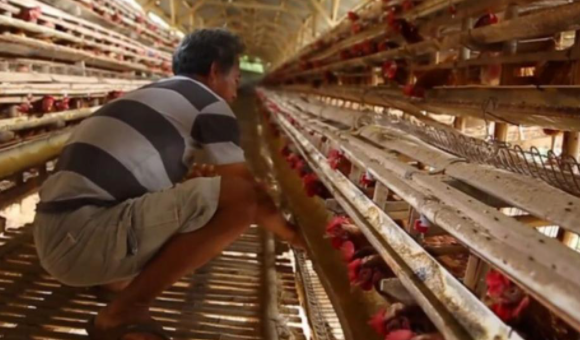农业部通过稳定家禽市场 优先考虑农民福利