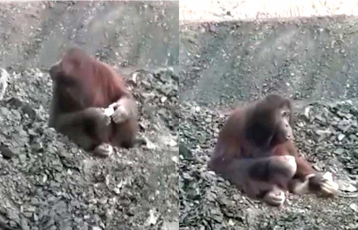 东库台矿区，猩猩坐立不安看似困惑视频，网友：可怜！