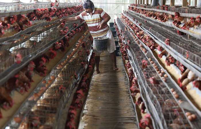 鸡蛋价格下跌，农民每公斤损失高达 7,000 印尼盾
