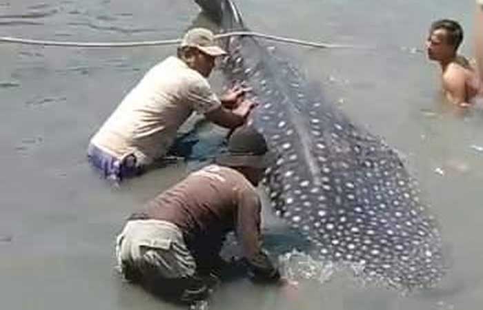 拉蒙岸巴吉兰的渔民拯救搁浅的豹纹鲨