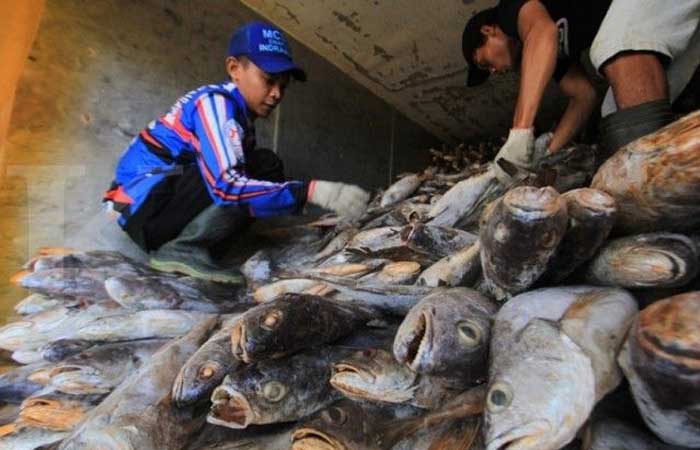 Perindo 和 Perinus 正式合并开发印尼渔业