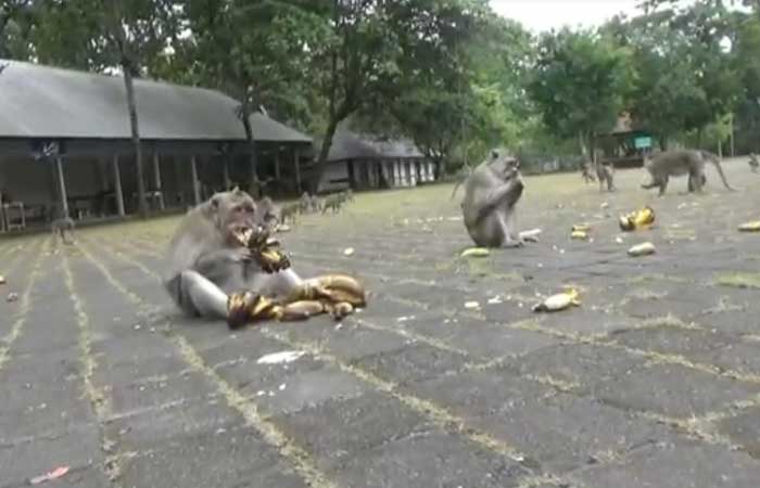 饥饿的猴子入侵巴厘岛的居民房屋