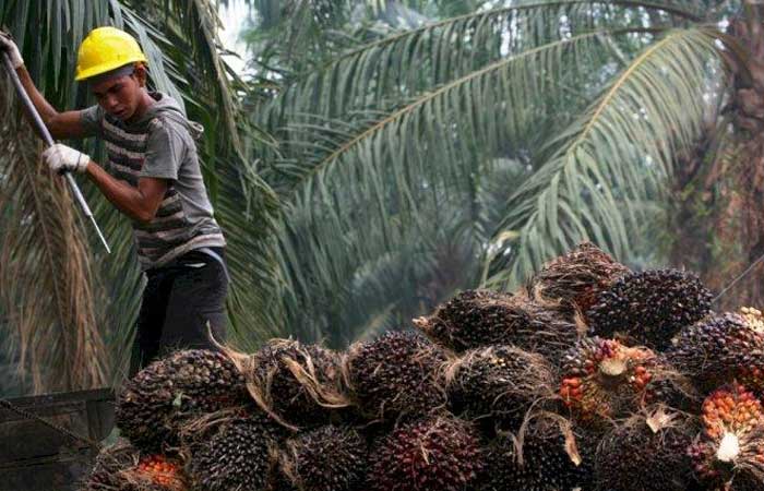 外长要求斯里兰卡对印尼棕榈油敞开大门