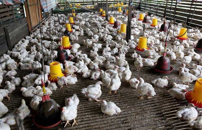 禽肉股发行商JPFA、MAIN 和 WMUU 加强出口销售