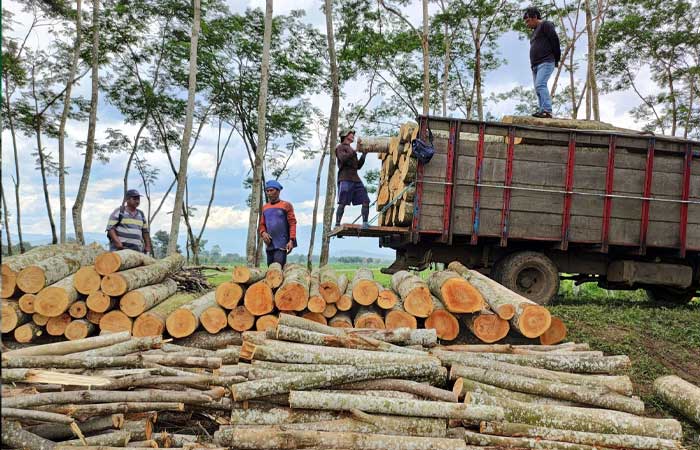 林业企业家声称利用研发成果治理泥炭地