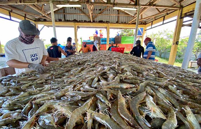 印尼养殖渔业商品的基准是。。