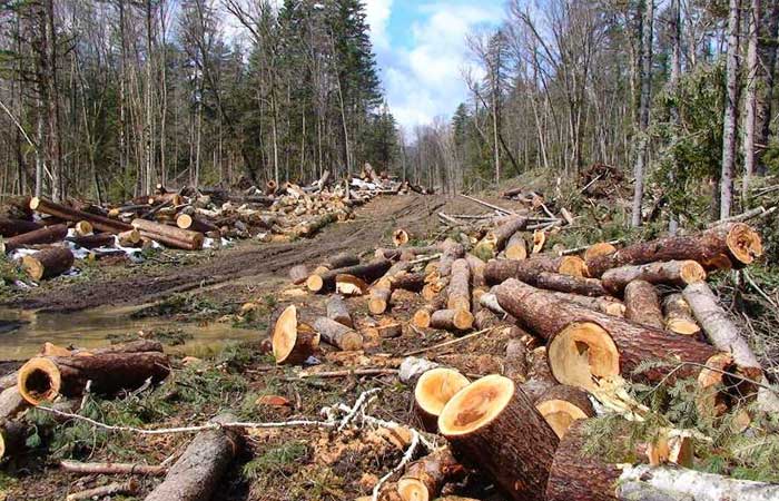 印尼和 100 位世界领导人承诺到 2030 年停止森林砍伐