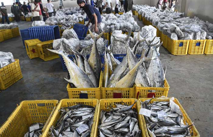 渔业与海洋部提醒人们吃鱼的重要性