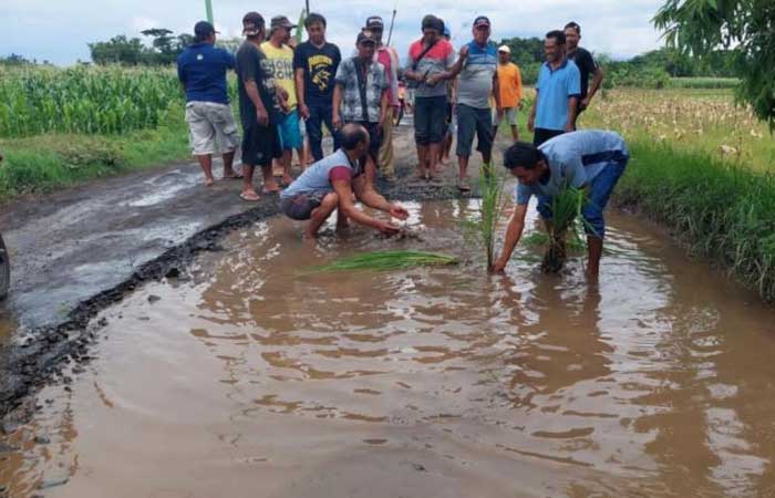 表示抗议，庞越居民在受损坏掉的街道种植水稻