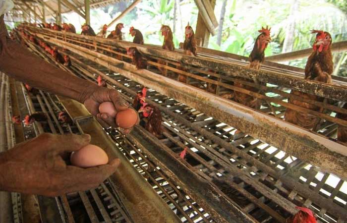 向员工发放 30 吨鸡蛋，农业部：营养改善