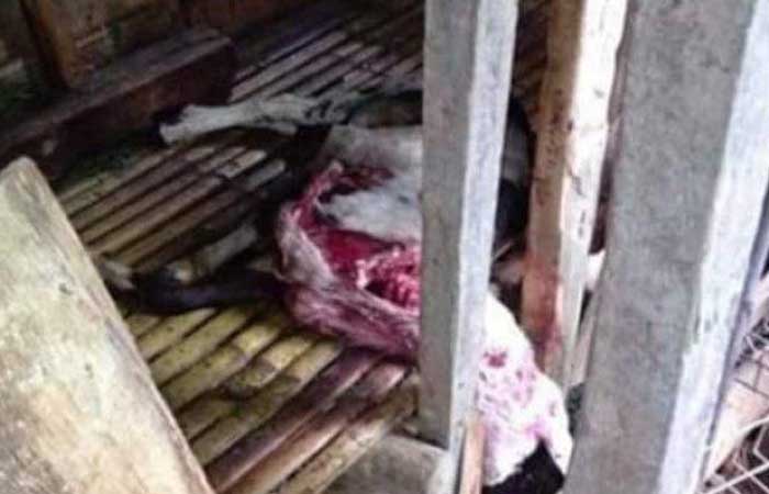 西万隆县居民牲畜发现被撕裂满身伤，怀疑是……