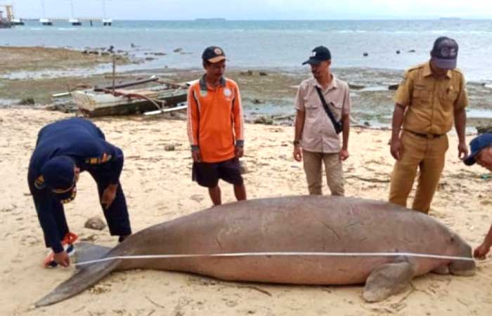 3 米长的死儒艮搁浅在摩罗泰群岛海滩