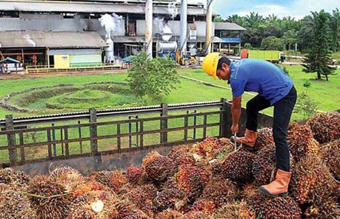 最高检察院锁定三名棕榈油公司的涉嫌人 印尼植物油工业协会表示遗憾
