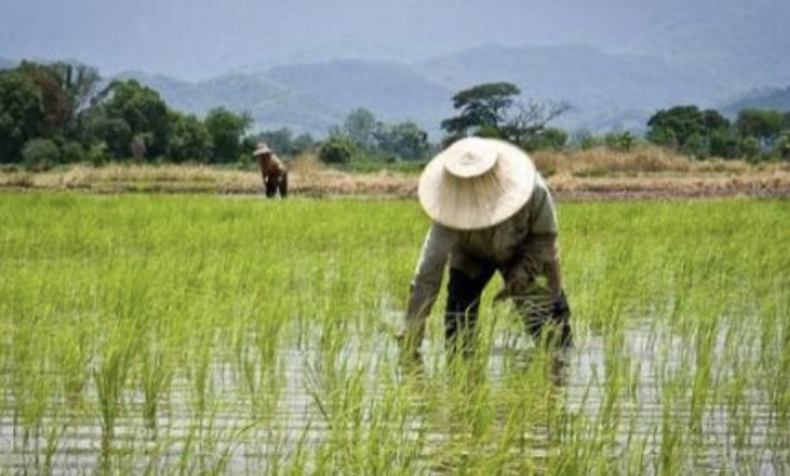 高粮价预警：用不起化肥，全球水稻产量将减产10%