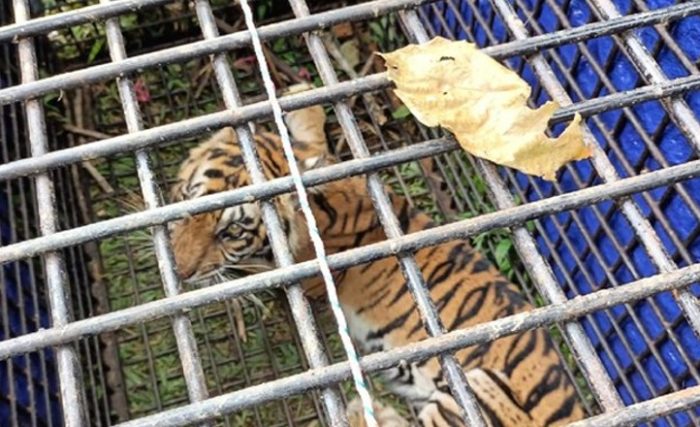 占碑自然保护中心逮捕一只老虎