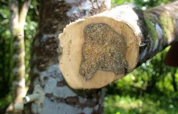 全球最贵，原产印尼沉香木可达每公斤 15 亿盾