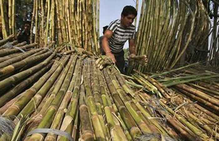 PTPN 愿意收购农民的甘蔗 每公斤买价为 11,500 盾