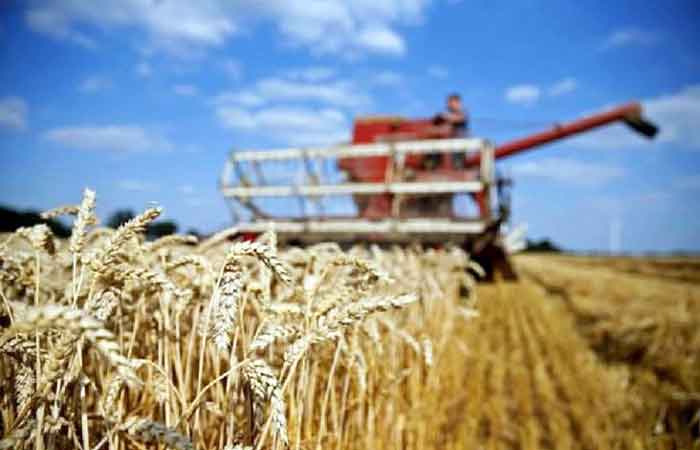 印度突然禁止小麦出口 专家要求政府对此事明确表态