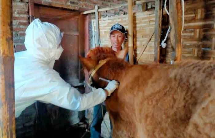 在玛琅，农业部针对口蹄疫症状进行牛的治疗