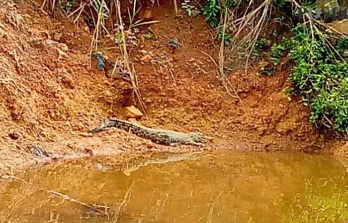 据称 3 只鳄鱼浮出水面在 Kolong Enam 河流中