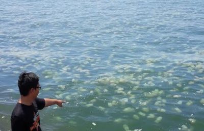 庞越海域出现数千水母