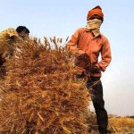 印度禁止小麦出口 GAPMMI：企业正在寻找其它国家的替代供应