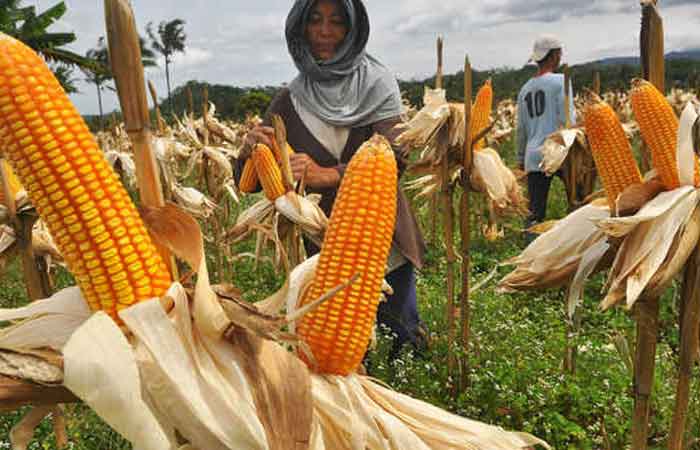 工业部鼓励产业供应链吸纳本土玉米
