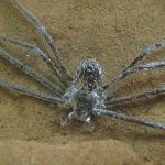 新发现大型蜘蛛可「潜水御敌」一待就是半小时 靠的是这招！