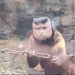 动物园「国字脸」猴子超奇葩 珍贵身分曝光