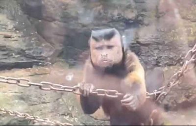 动物园「国字脸」猴子超奇葩 珍贵身分曝光