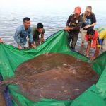 长达4公尺！180公斤巨大淡水魟鱼 湄公河捕获