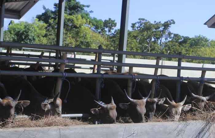 口蹄疫爆发，数百头运往雅加达的牛在泗水被扣留