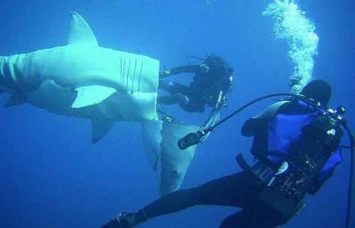 《丁丁历险记》的灵感！法海洋学家建世界首艘「大白鲨潜艇」