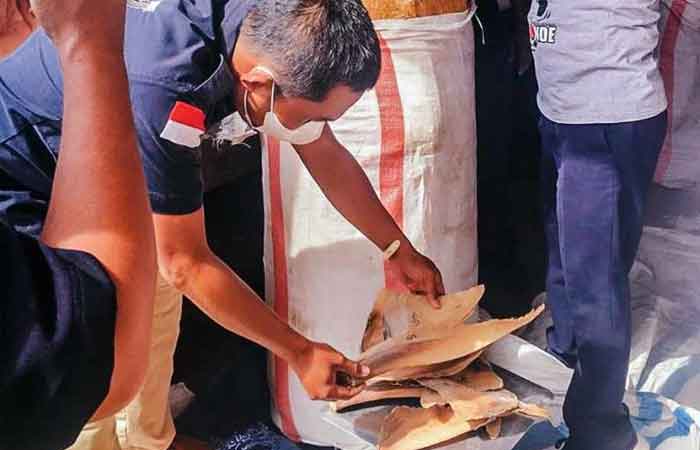 4,030 公斤非法鱼翅交易 KKP 依法处治当事人