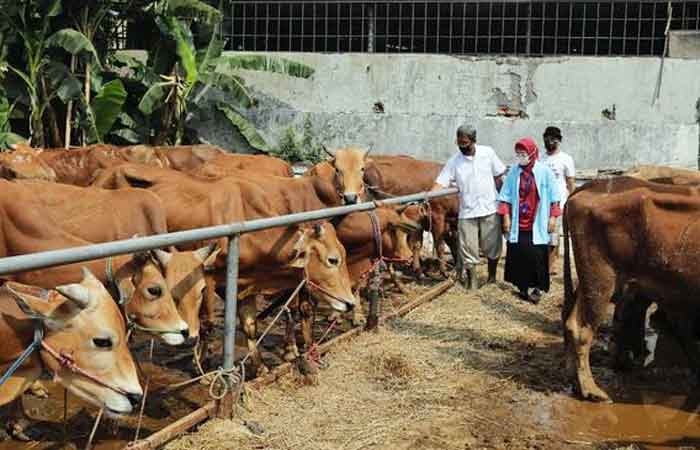 农业部长认为牲畜口蹄疫 目前仍不需升级为全国流行病