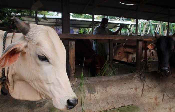 棉兰市政府制定新规定，祭祀动物商人必须有这个……