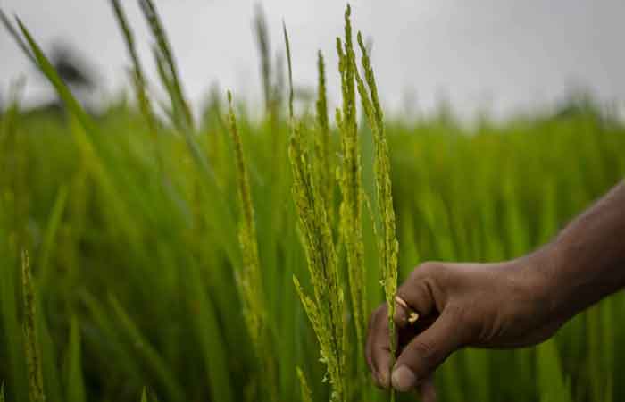 进口食用油价格飙涨 米糠油成印度家庭新宠