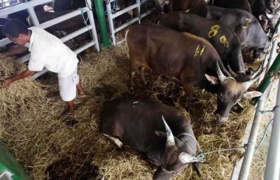 流传视频，“虐待” 方式运输牛，怀疑在三马林达港口！