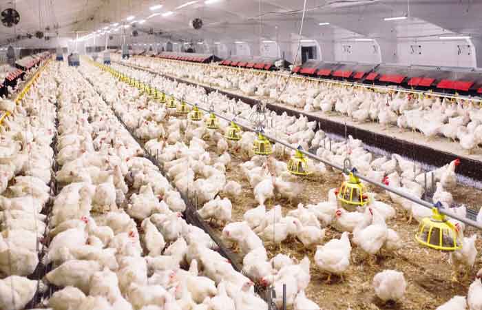 农业部：印尼将尽快向新加坡出口鸡肉