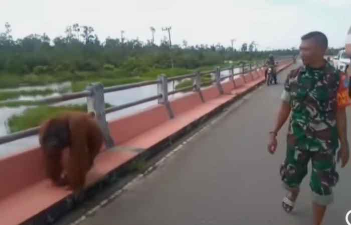 流传视频，我国武装部队成员捕捉猩猩在西哥打哇灵因的一座桥上