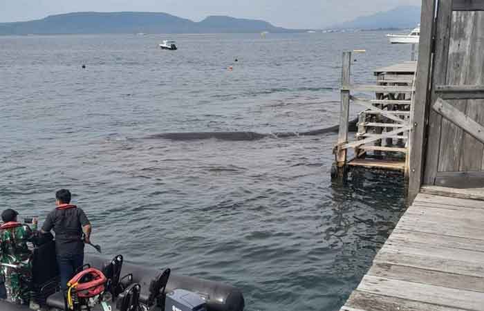 一条搁浅在外南梦海域的鲸鱼被拉入海中，影片曝光！